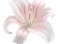 Pink lily