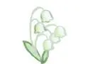 Lily of the valley