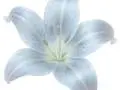 Blue lily