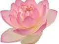 Pink lotus