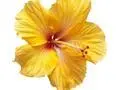 Yellow hibiscus